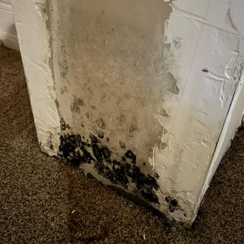 Professional Mold Removal in Madras, OR